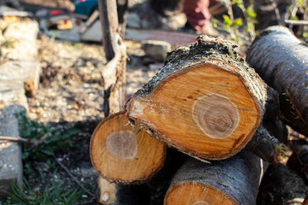 How Our Tree Care Process Works  in  Rimersburg, PA