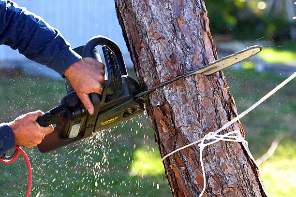 Reliable Rimersburg, PA Tree Removal Services Solutions